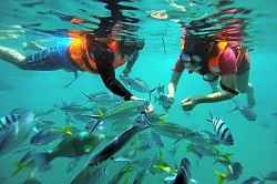 Discover Scuba Diving.